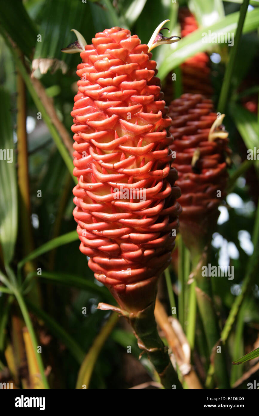 Zenzero, Zingiber spectabile, Zingiberaceae. Sud-est asiatico Foto Stock