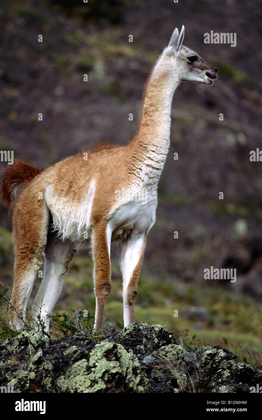 Guanaco Parco Nazionale Torres del Paine, Cile Foto Stock