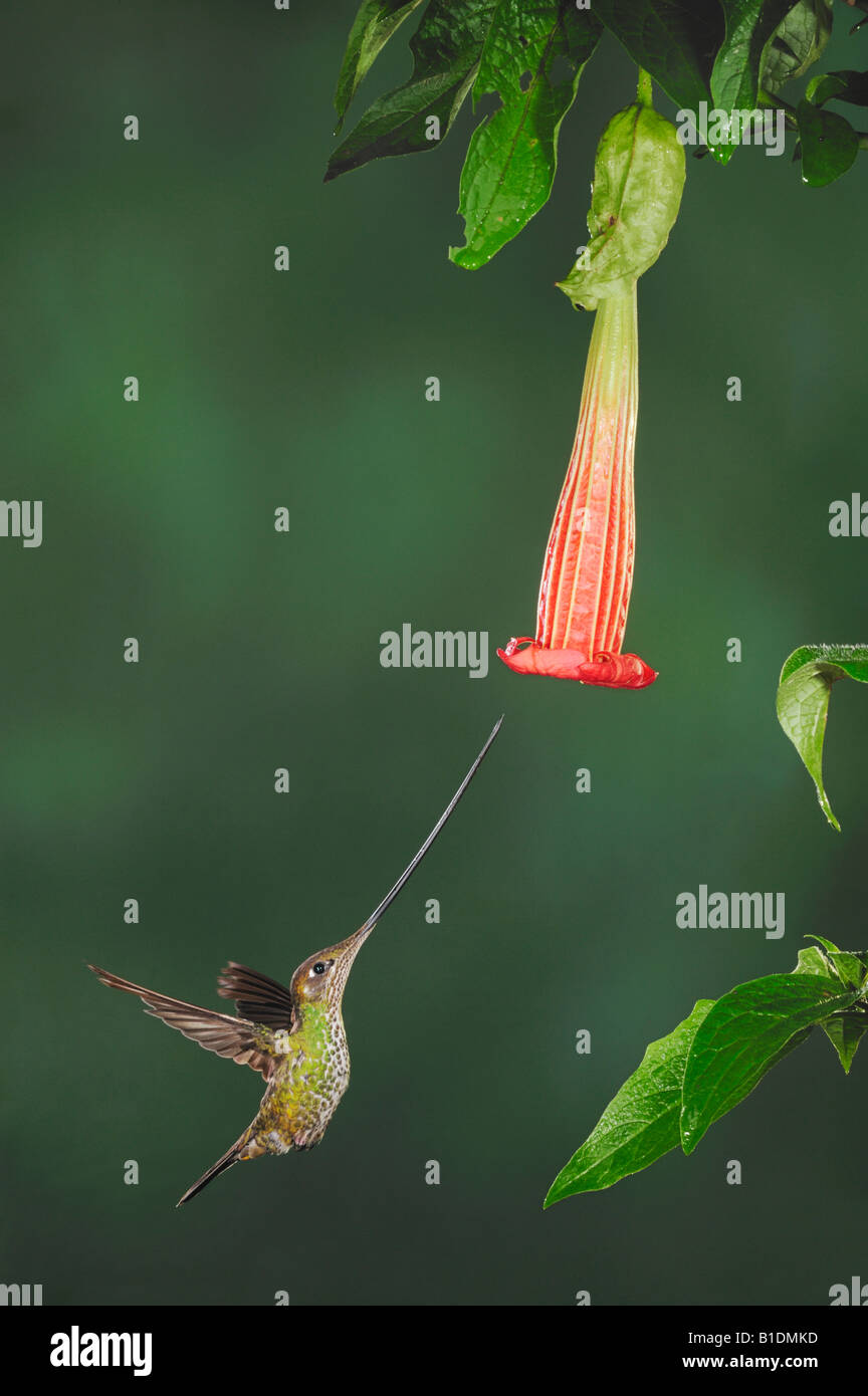 Spada-fatturati Hummingbird Ensifera ensifera alimentazione femmina da datura flower Papallacta Ecuador Ande America del Sud Foto Stock