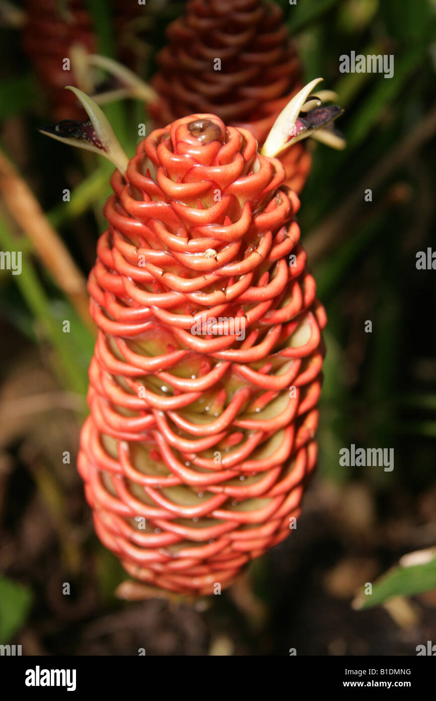 Zenzero, Zingiber spectabile, Zingiberaceae. Sud-est asiatico Foto Stock