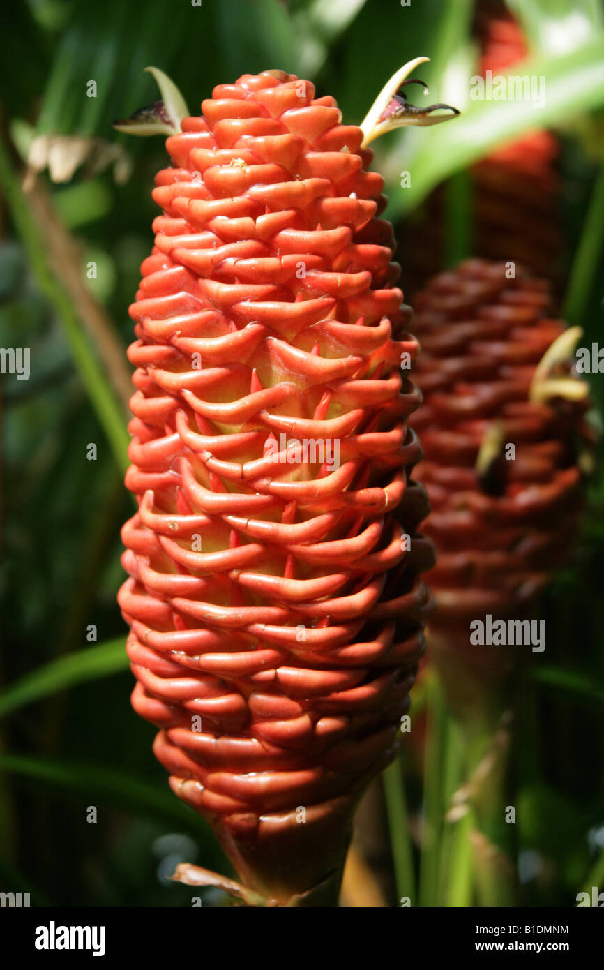 Zenzero, Zingiber spectabile, Zingiberaceae. Sud-est asiatico Foto Stock