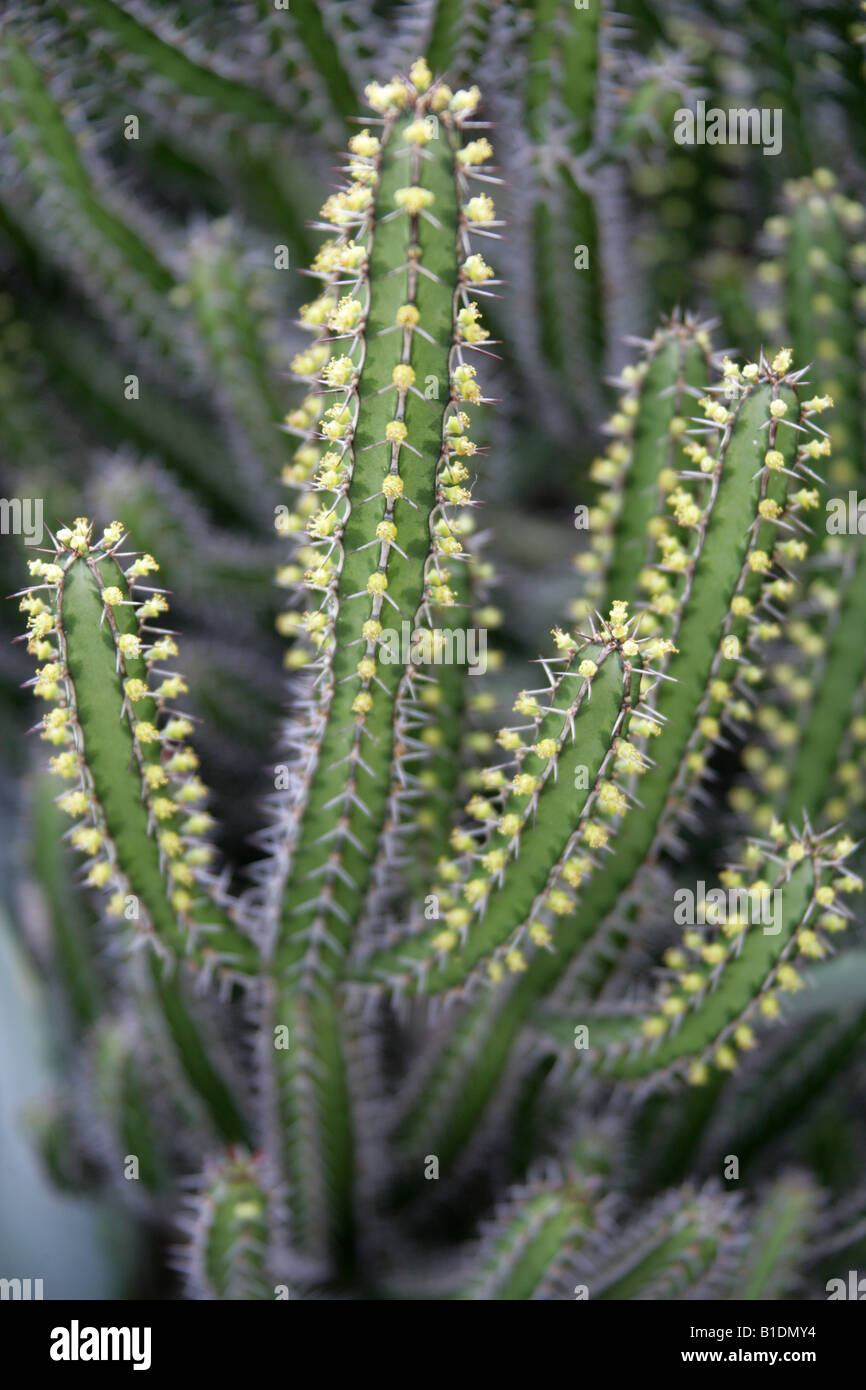 Euphorbia sp Euphorbiaceae Foto Stock