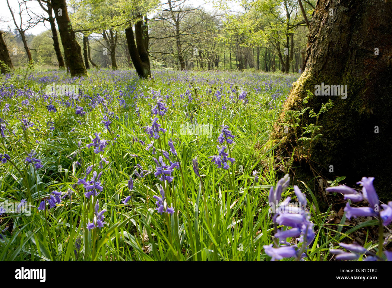 Retroilluminato paesaggio vicino bosco boschi UK bluebells Bluebells in Gran Bretagna Regno Unito Scilla nutans inglese Foto Stock