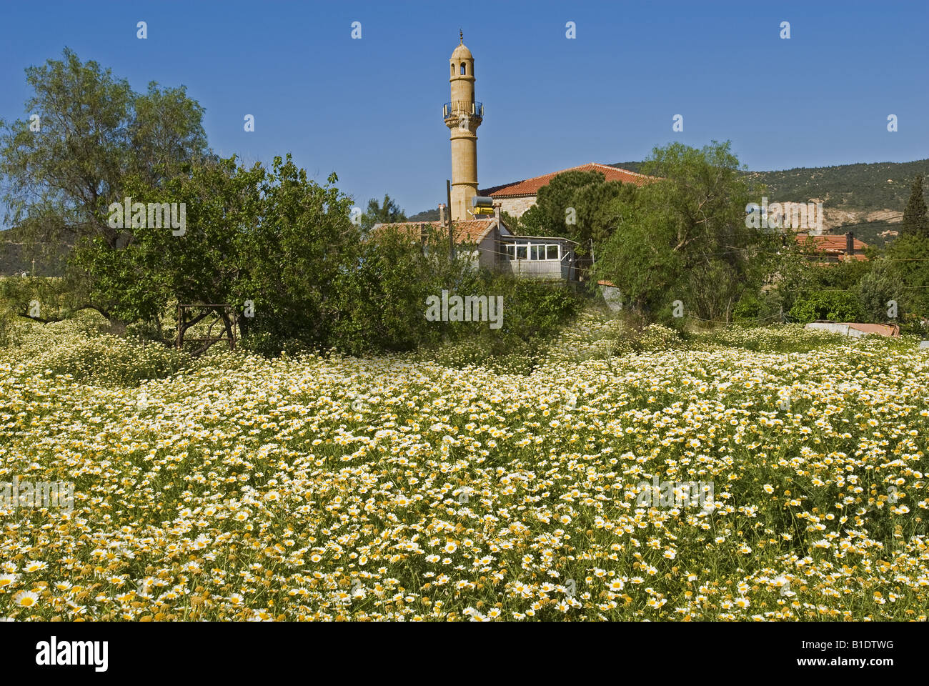 Margherite e storica moschea di Seljuk Foca Turchia Foto Stock