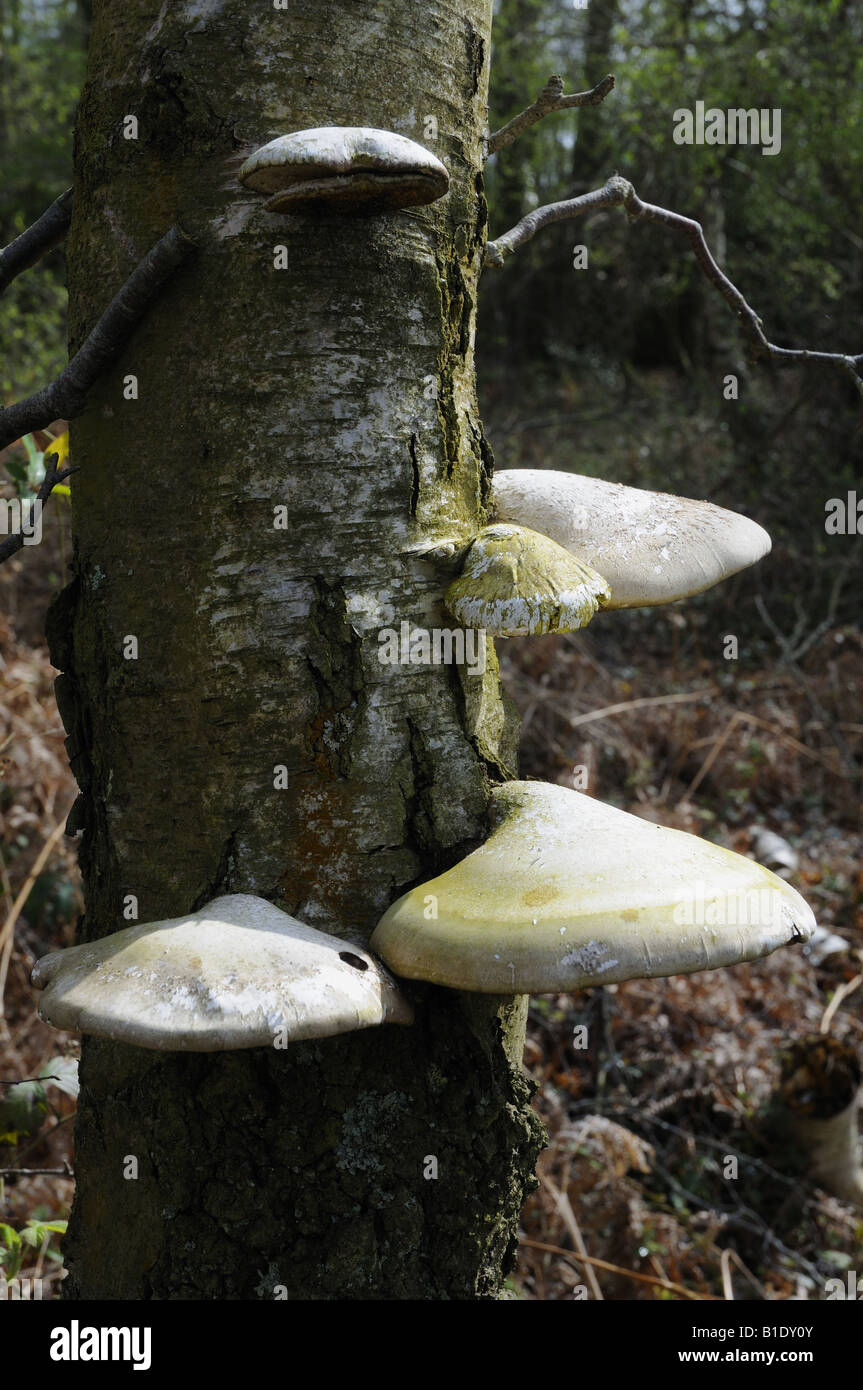 Staffa funghi Birch Polypore Piptoporus betulinus un comune parassita su alberi di betulla Foto Stock