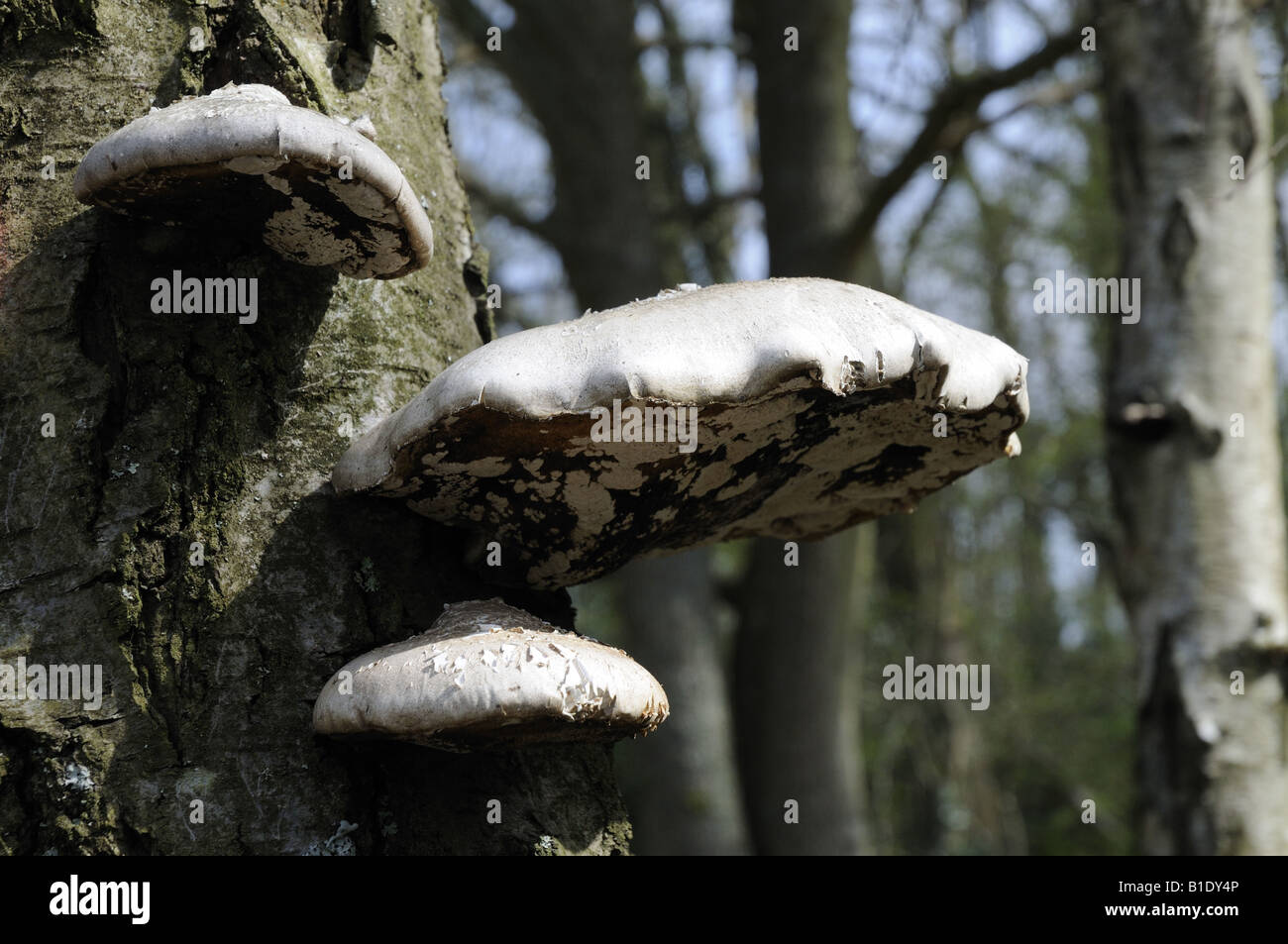 Staffa funghi Birch Polypore Piptoporus betulinus un comune parassita su alberi di betulla Foto Stock