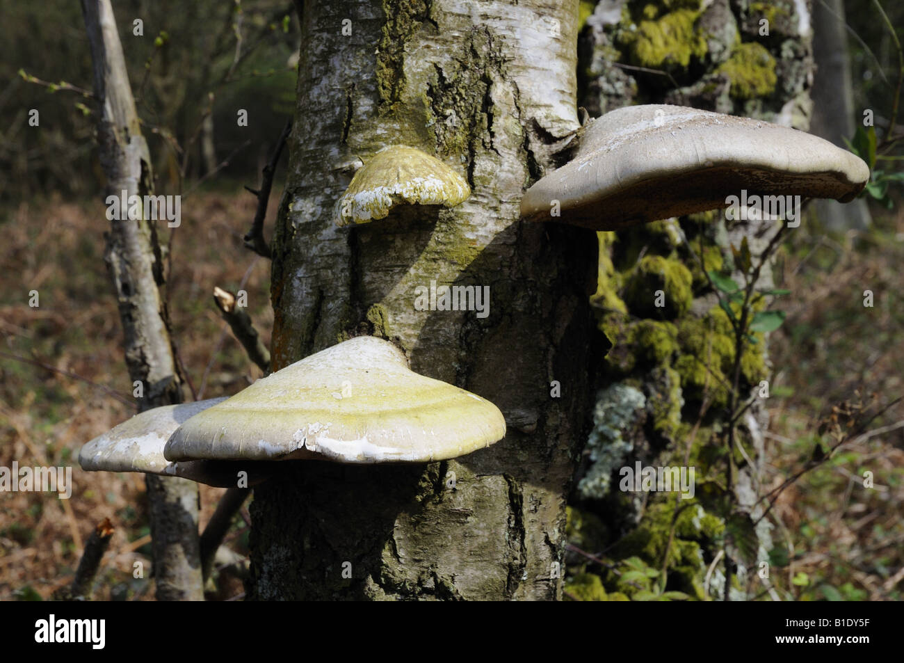Staffa funghi Birch Polypore Piptoporus betulinus un comune parassita su alberi di betulla Foto Stock