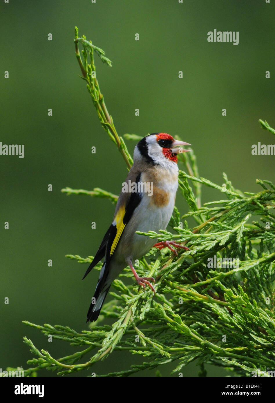 Questo è Cardellino Carduelis carduelis un colorato residenti in UK garden il canto degli uccelli Foto Stock