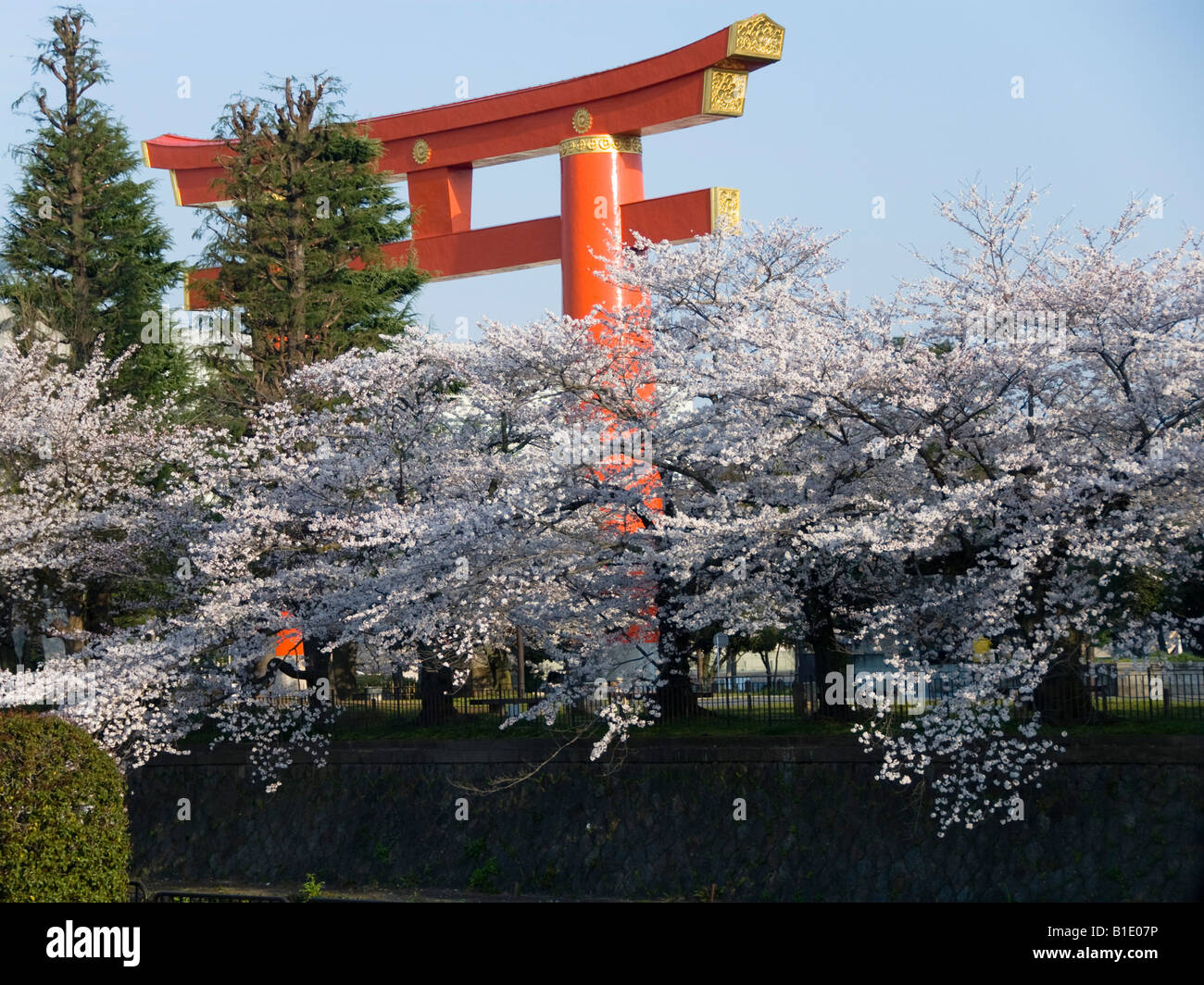 Primavera a Kyoto, in Giappone. Fiore di Ciliegio sotto il gigante torii Gate leading nel Santuario Heian (Heian Jingu) Foto Stock