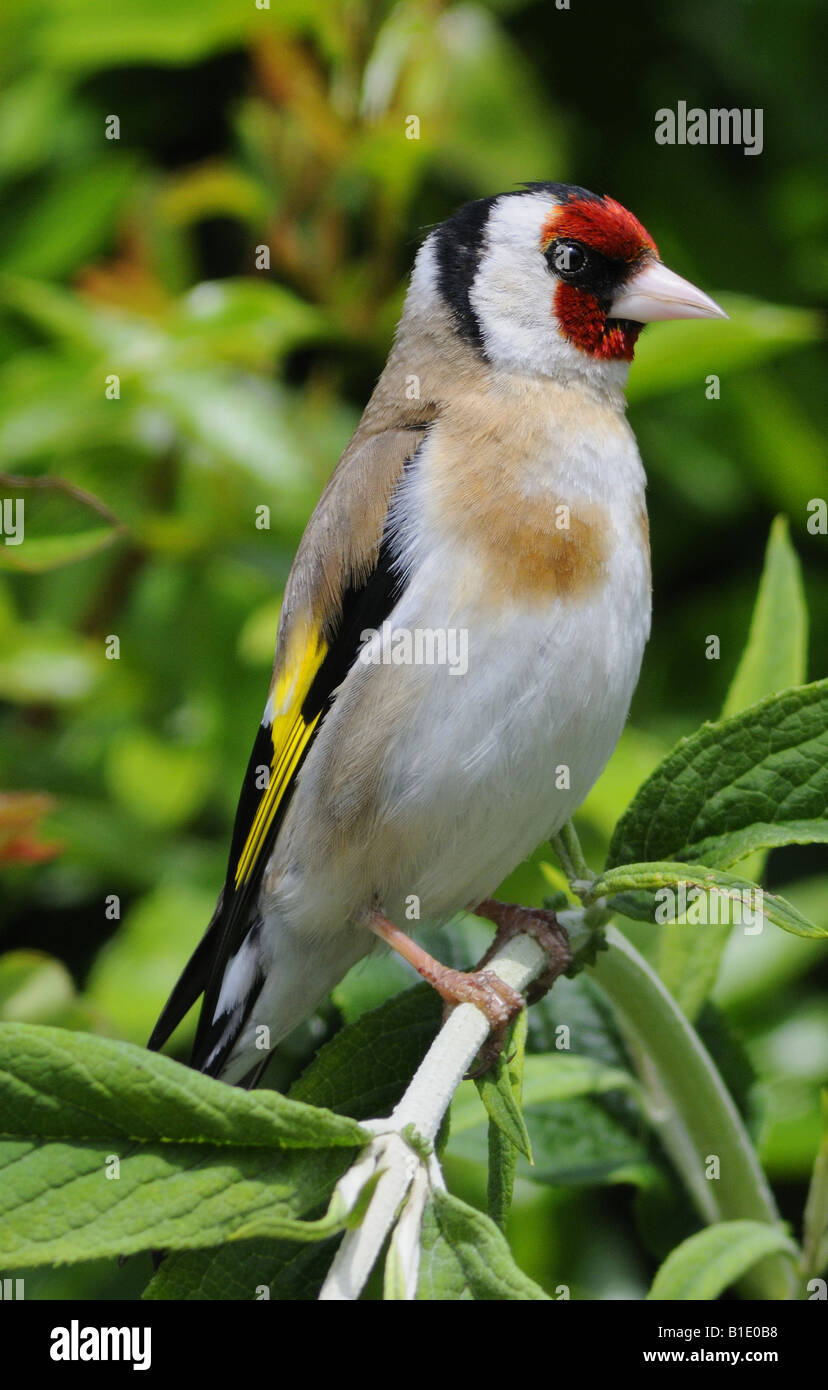 Questo è Cardellino Carduelis carduelis un colorato residenti in UK garden bird Foto Stock