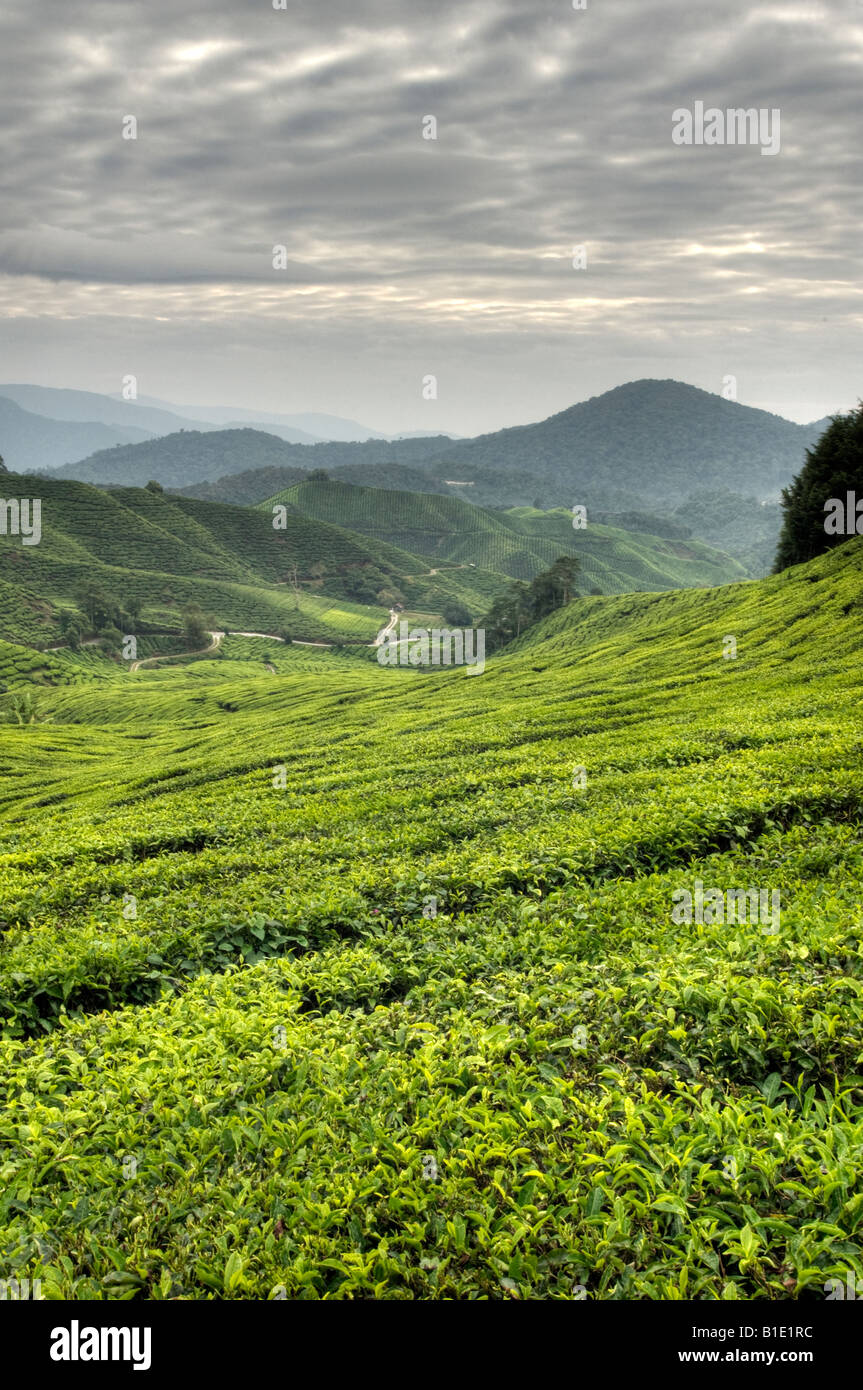 Una vista del lussureggiante verde della Cameron Highlands piantagioni di tè in Kuala Lumpar Foto Stock