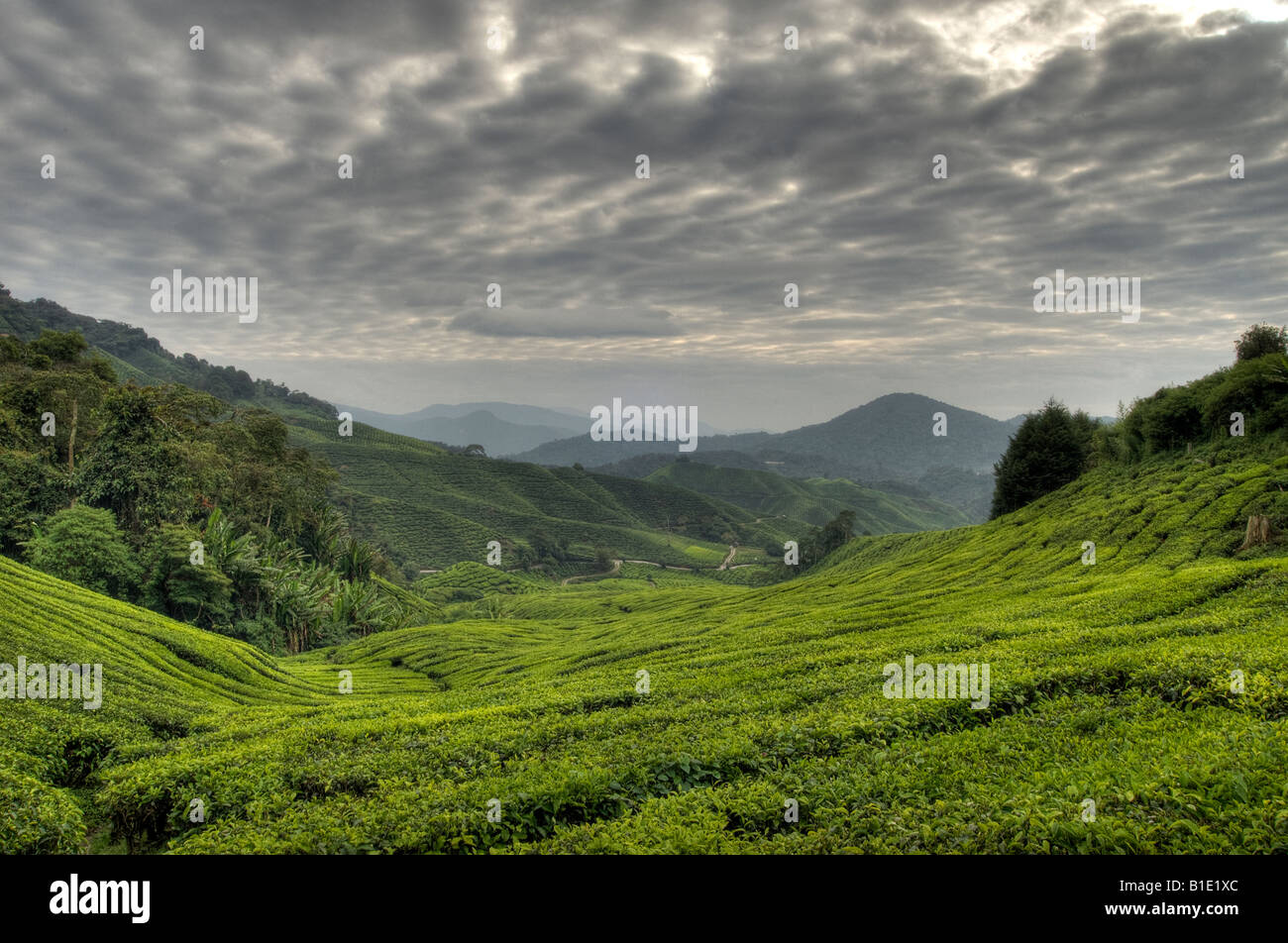 Una vista panoramica della lussureggiante verde della Cameron Highlands piantagioni di tè in Kuala Lumpar Foto Stock