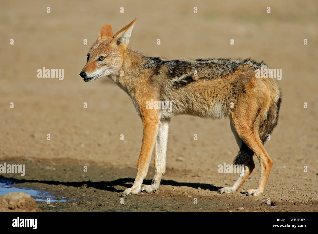 Un black-backed Jackal (Canis mesomelas) a waterhole, deserto Kalahari, Sud Africa Foto Stock