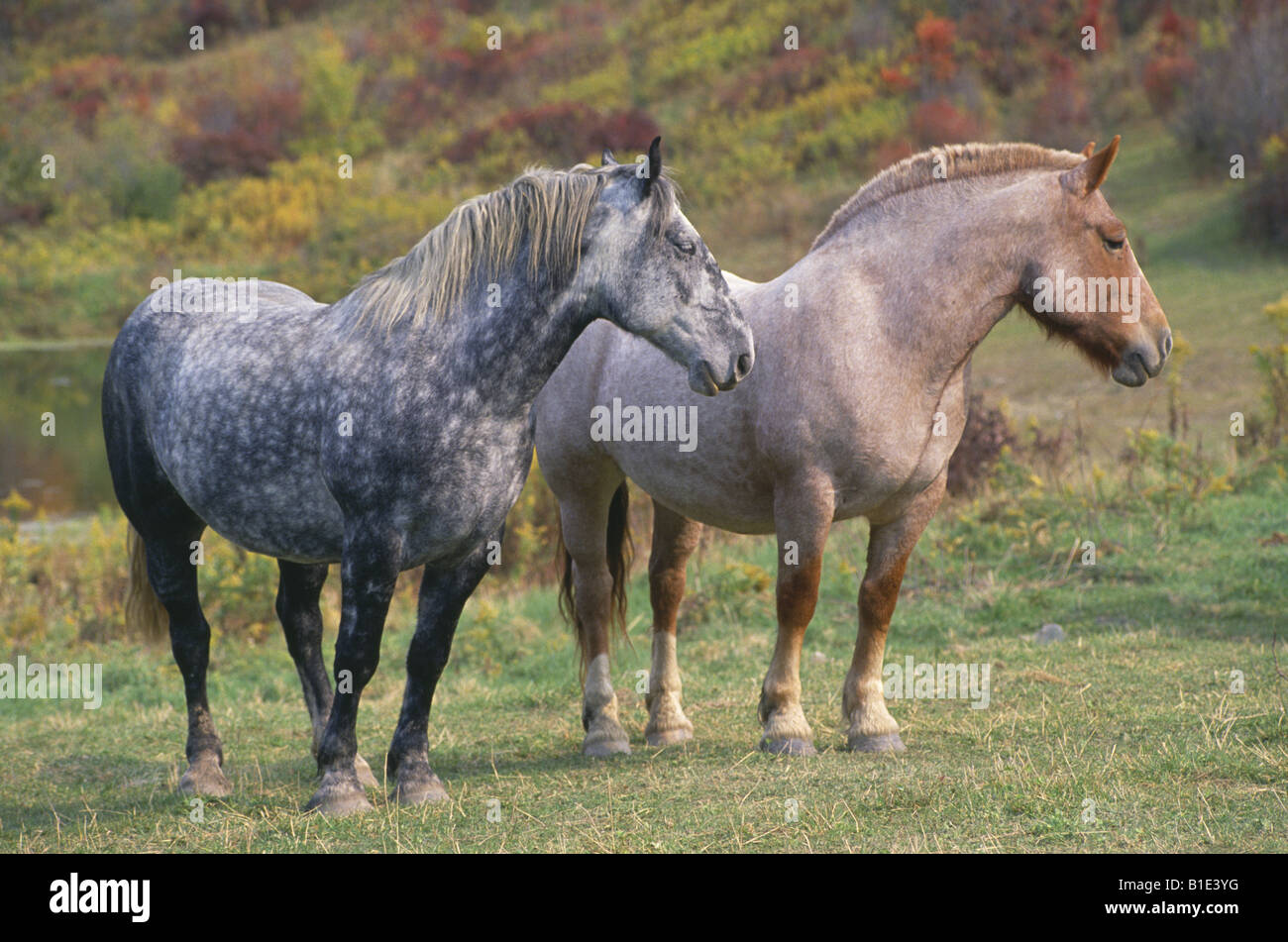 BLUE STEFANO FRAGOLA Stefano cavalli da lavoro in Pennsylvania Foto Stock