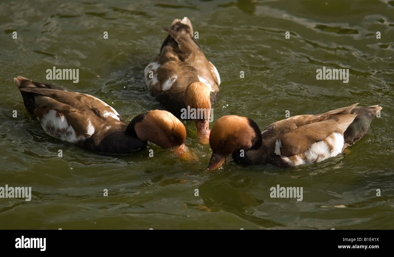 Tre Red-Crested Pochard anatre in lotta per il cibo. (Netta Rufina) Foto Stock