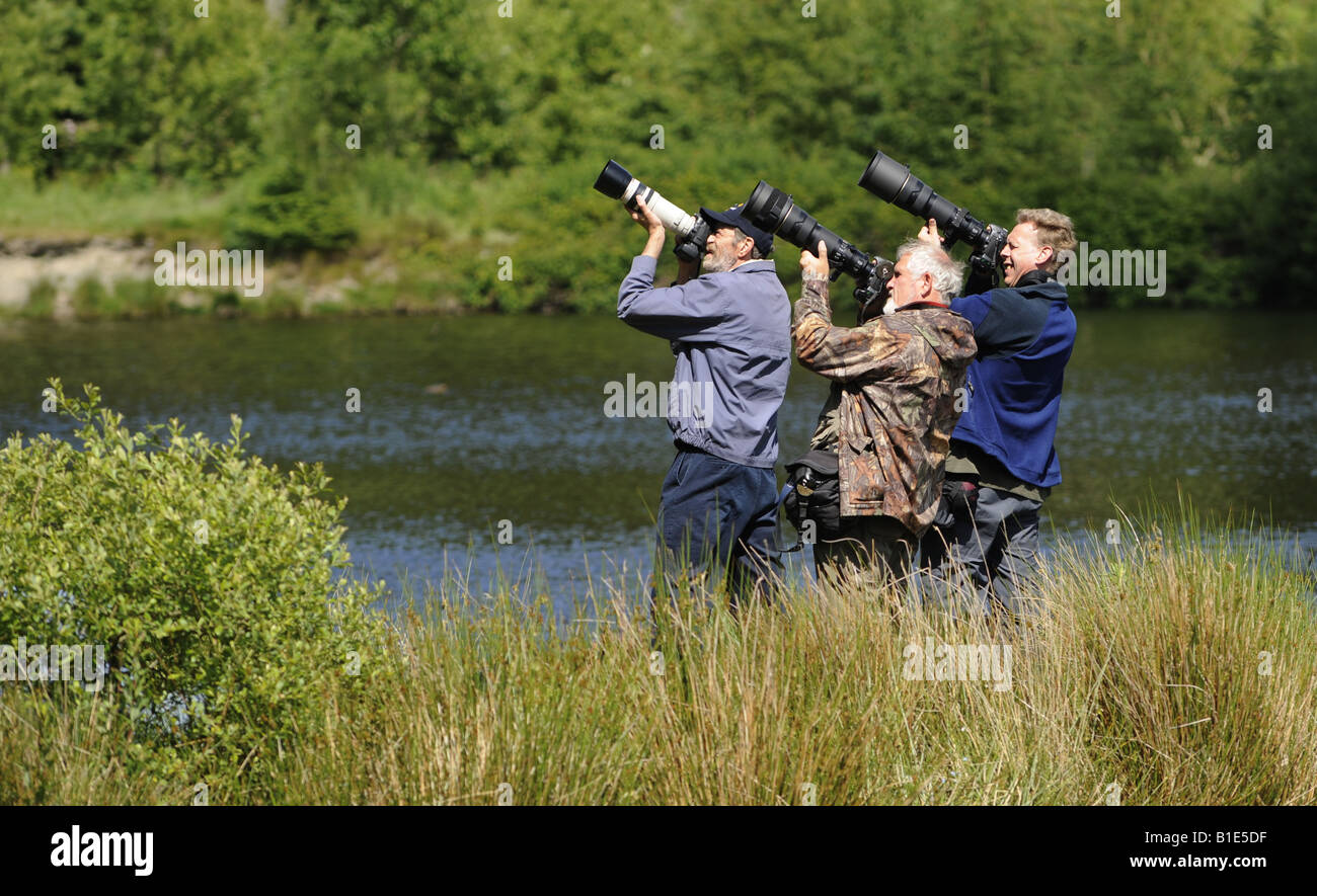 La fauna selvatica fotografi all'BWLCH Nant-yr-ARIAN Visitor Center nella foresta RHEIDOL ,CAMBRIAN MOUNTAINS il Galles Centrale,UK. Foto Stock