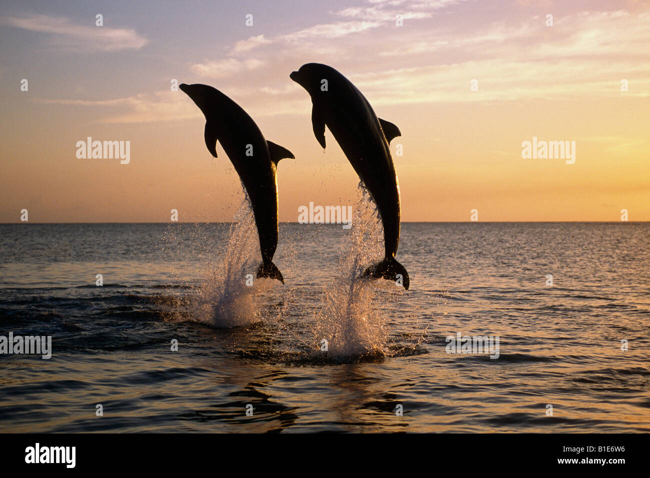I delfini saltando @ tramonto sul Mare dei Caraibi Roatan Honduras Foto Stock