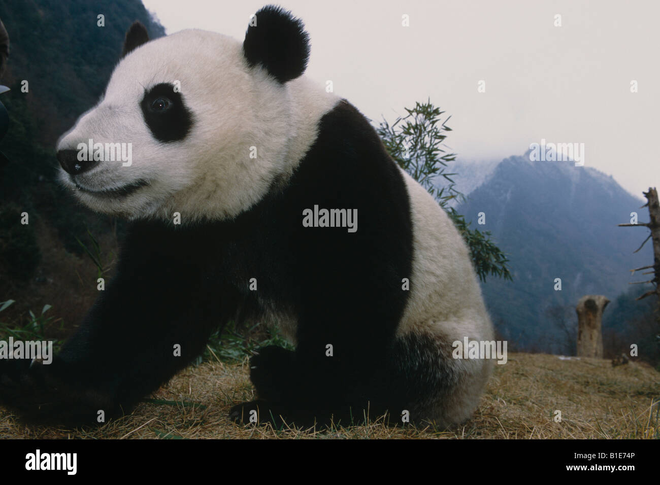 Panda gigante w/cura introduttore Wolong Panda preservare la provincia di Sichuan in Cina Foto Stock