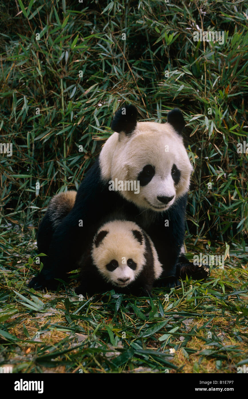 Panda gigante madre & Cub Wolong Panda preservare la provincia di Sichuan in Cina Foto Stock