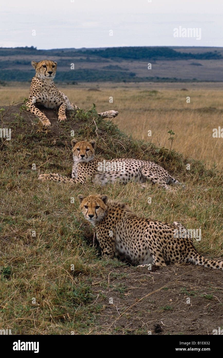 Tre ghepardi posa di erba in Africa Foto Stock