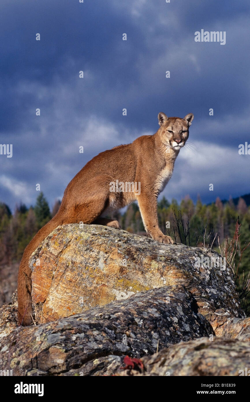 Cougar seduta su roccia Foto Stock