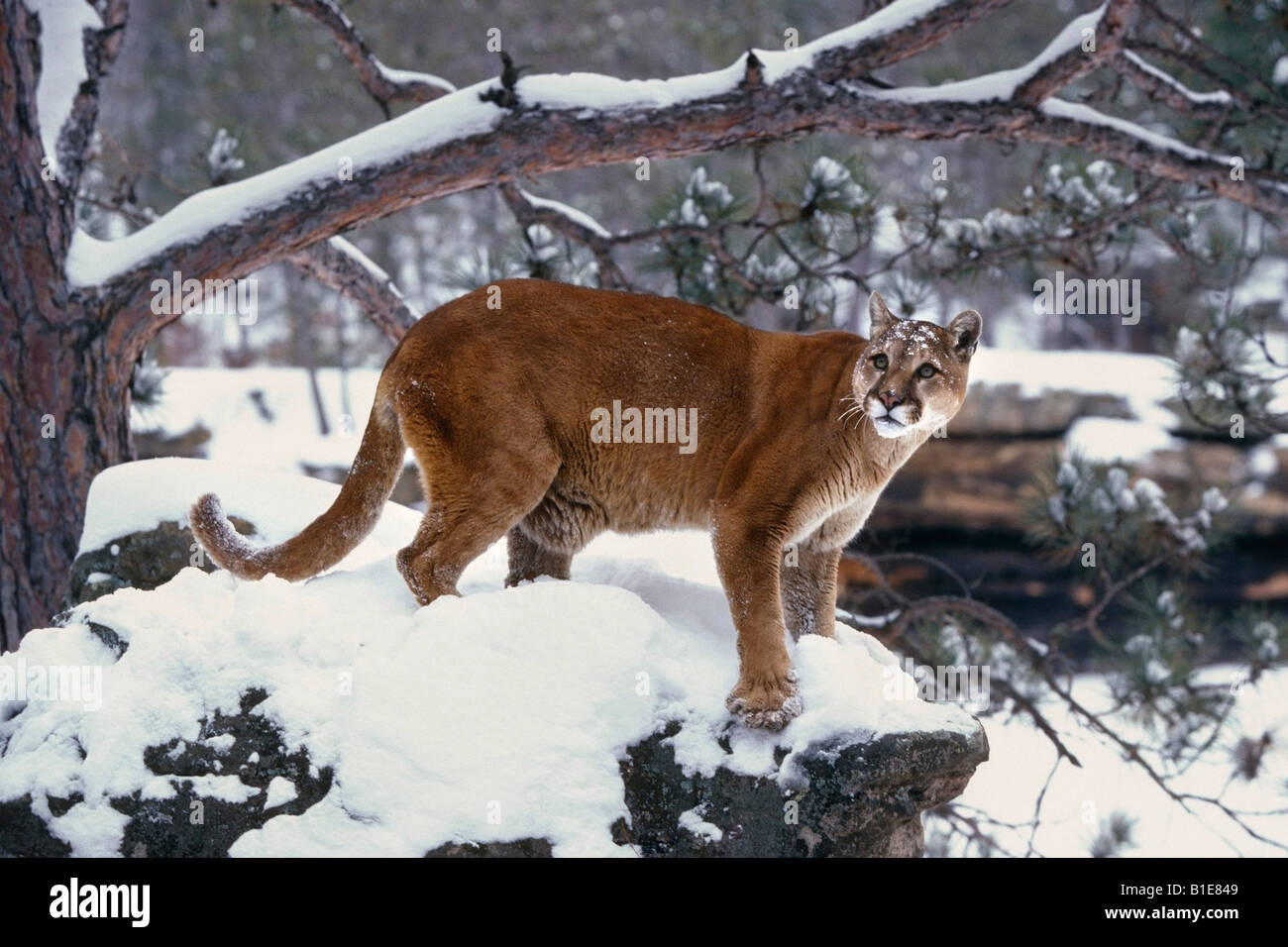 Cougar in piedi nel bosco innevato Foto Stock