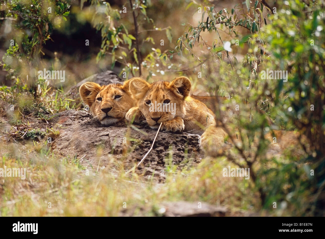 Due cuccioli di leone la posa di foresta in Africa Foto Stock