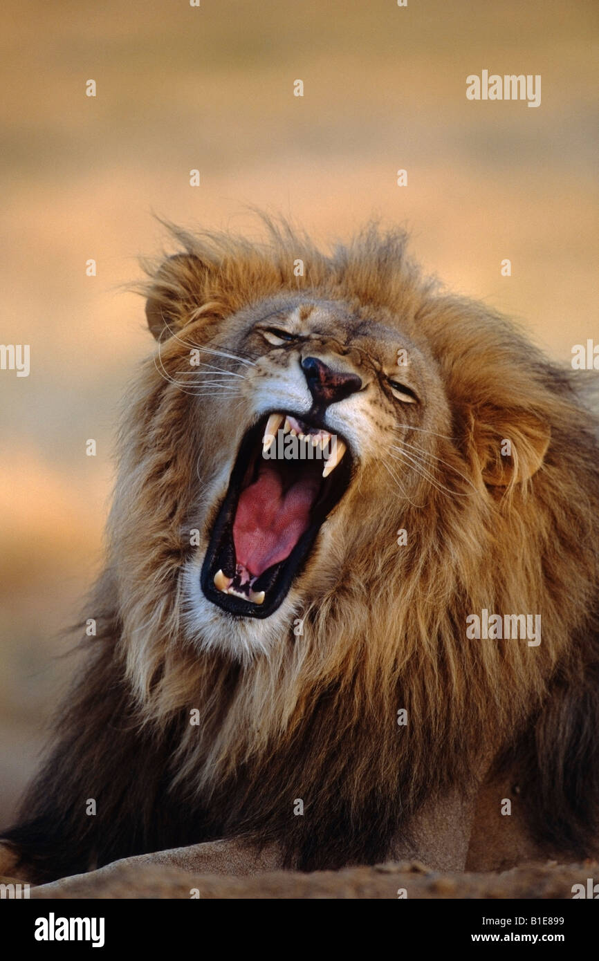 Ululano maschio Africa Lion Foto Stock