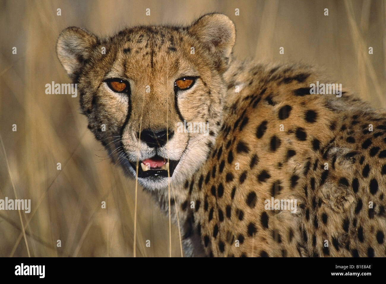 Close up Cheetah in Africa di erba Foto Stock