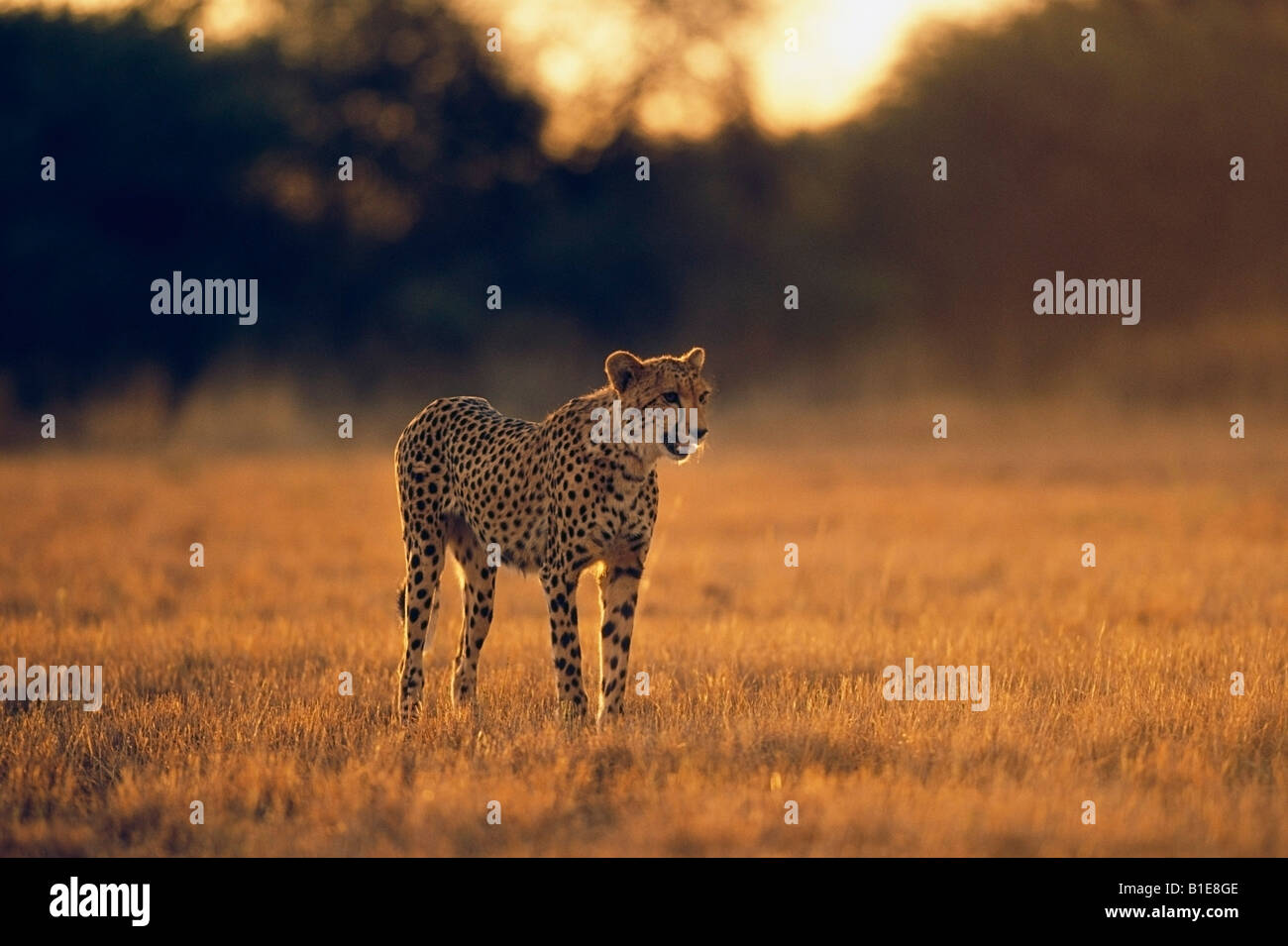 Cheetah permanente di erba in Africa Foto Stock
