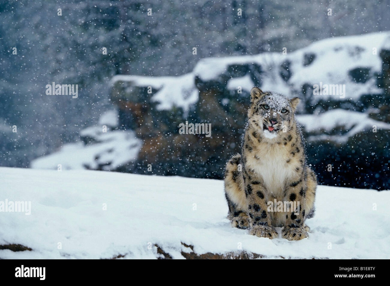 Snow Leopard seduta nella neve Foto Stock