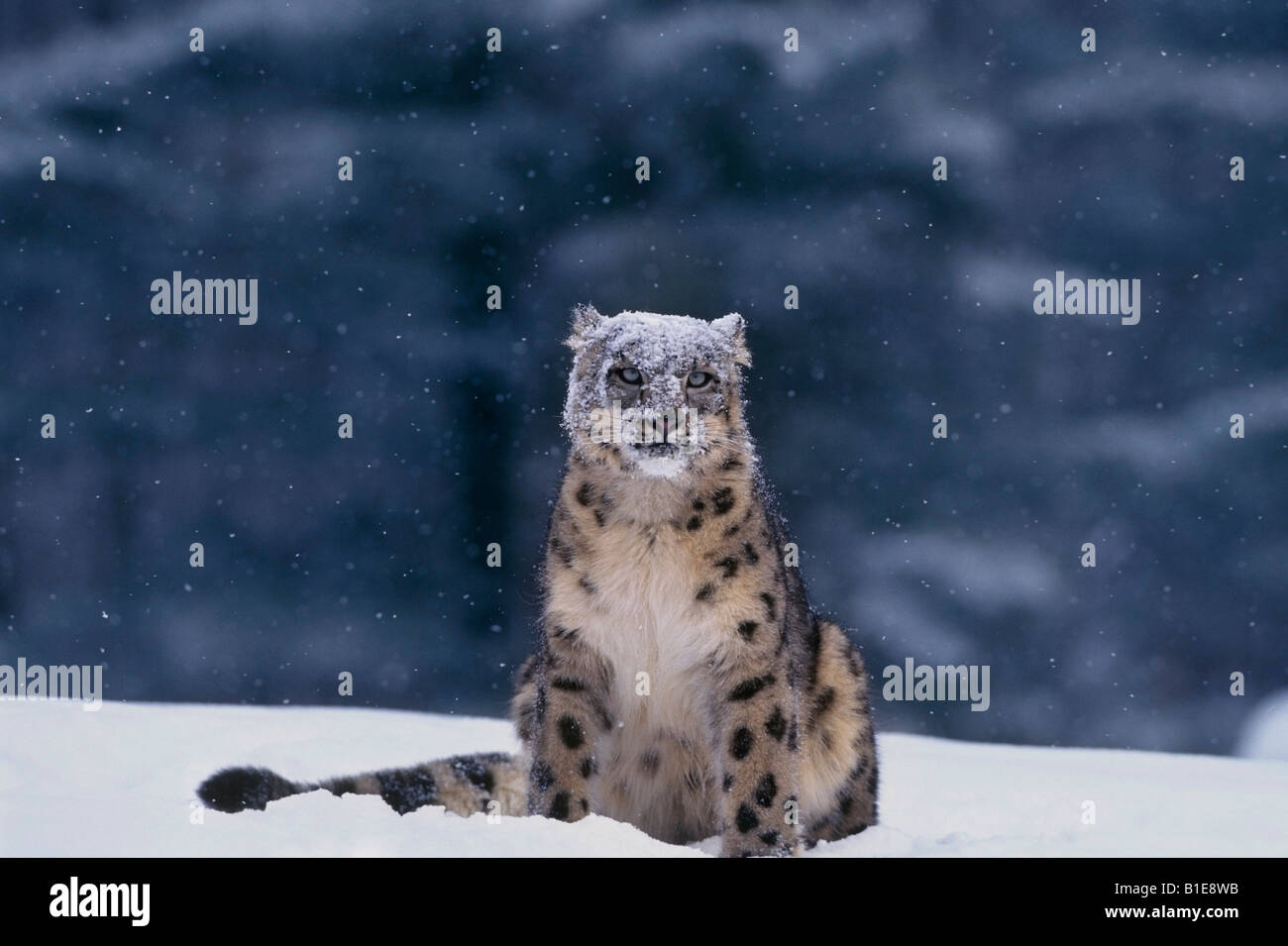 Snow Leopard seduta nella neve Foto Stock