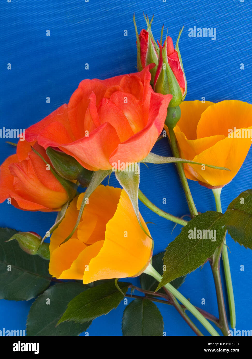 Posy rose rosso papavero californiano Foto Stock