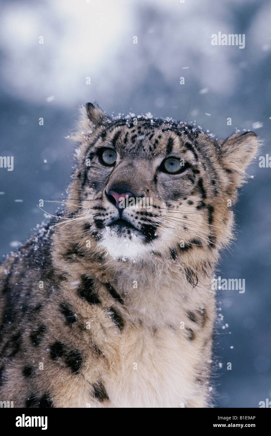 Close Up di Snow Leopard Foto Stock