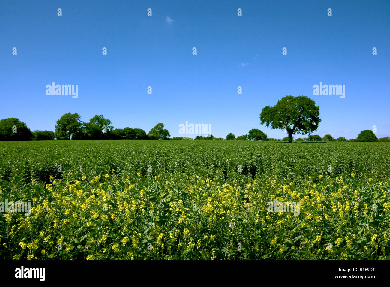 Campi lungo Aldridge Road, Walsall, West Midlands, Regno Unito Foto Stock