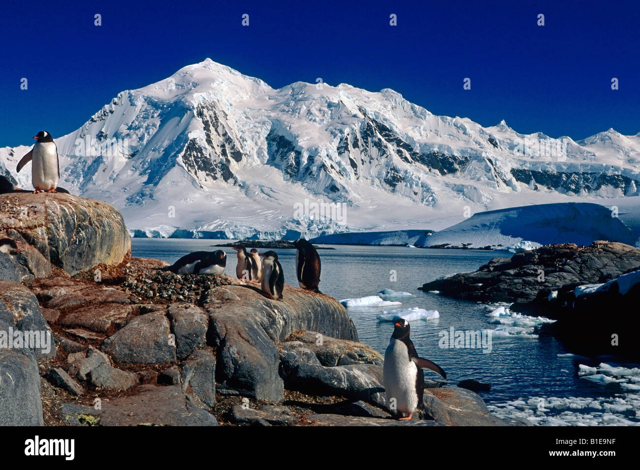 Gruppo di pinguini Gentoo sulle rocce lungo il litorale Antartide estate Foto Stock