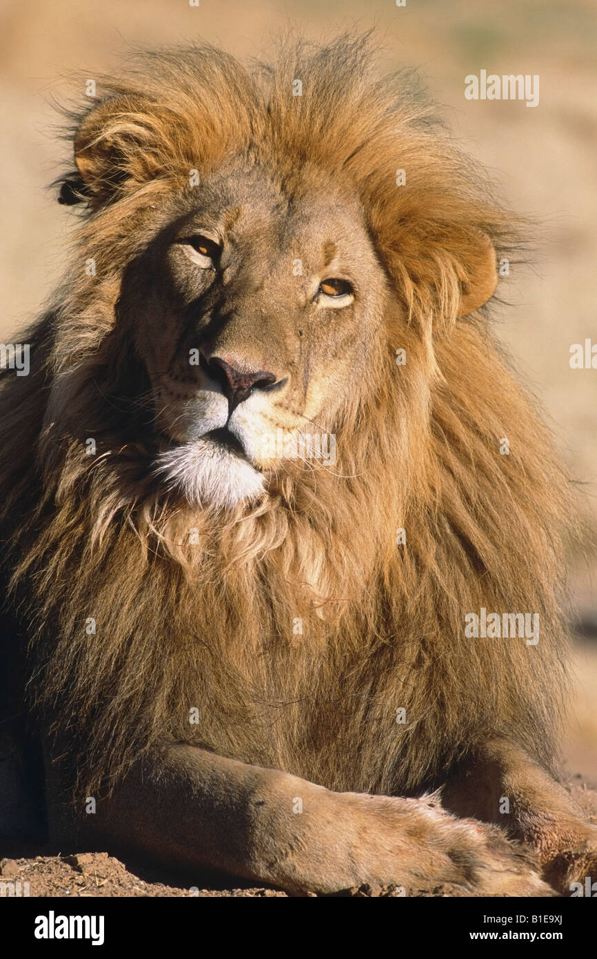 Ritratto di Leone maschio in Africa Foto Stock