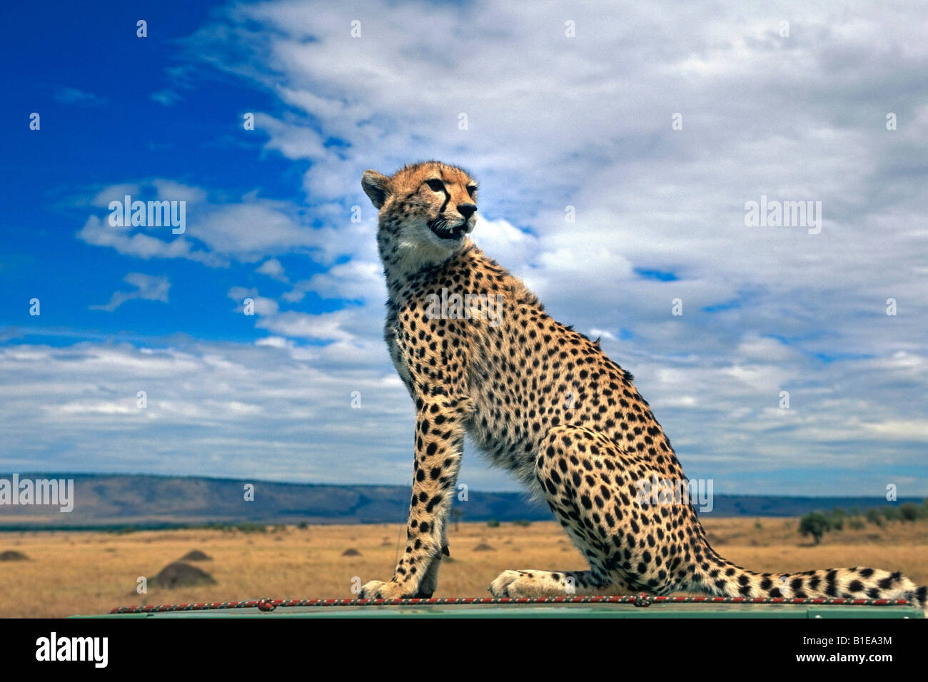 Cheetah seduta sul tetto di un veicolo in Africa Foto Stock