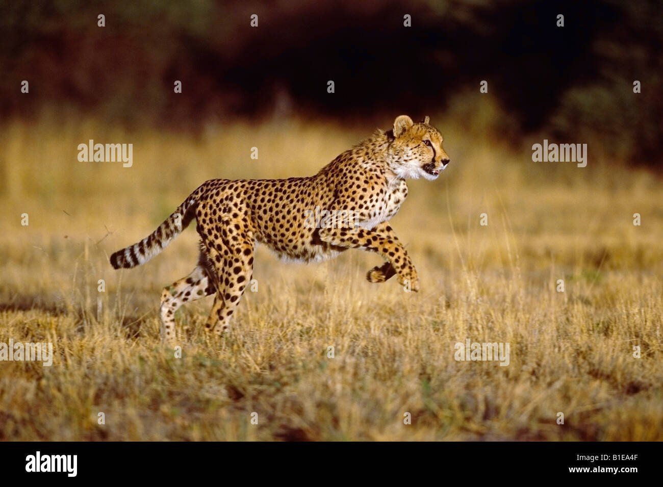 Esecuzione di ghepardo Africa Foto Stock