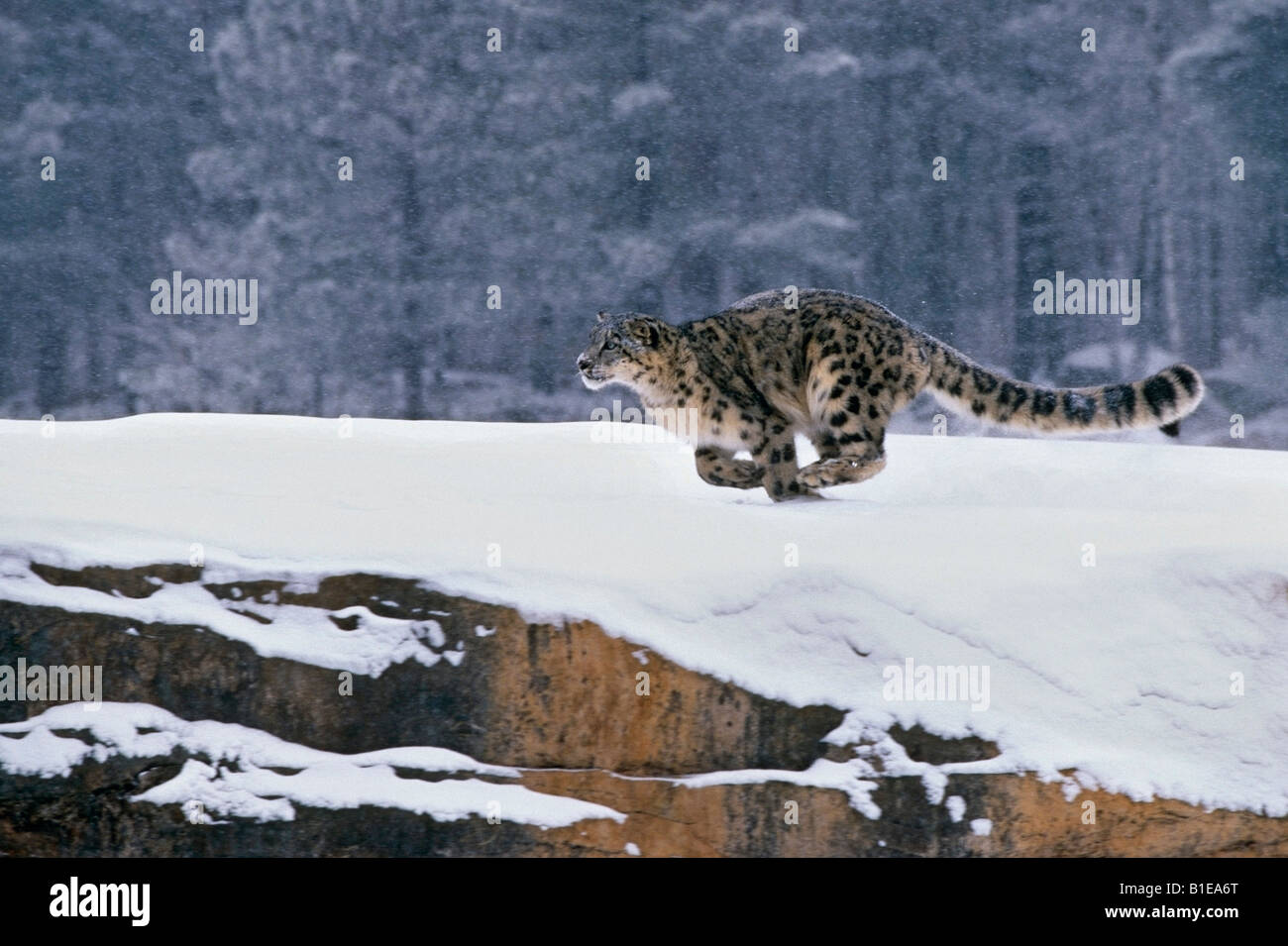 Snow Leopard Foto Stock