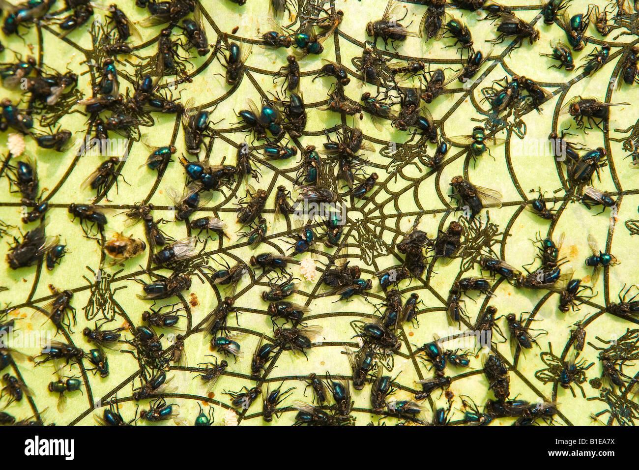 Primo piano di mosche bloccato sulla carta moschicida Alaska Usa estate  Foto stock - Alamy