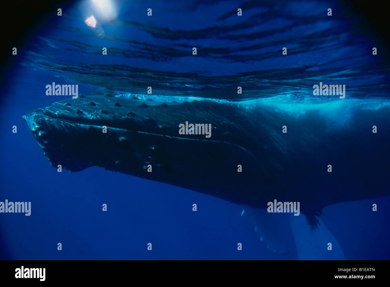 Vista di adulto Humpback Whale appena sotto la superficie del mare Repubblica Dominicana Foto Stock