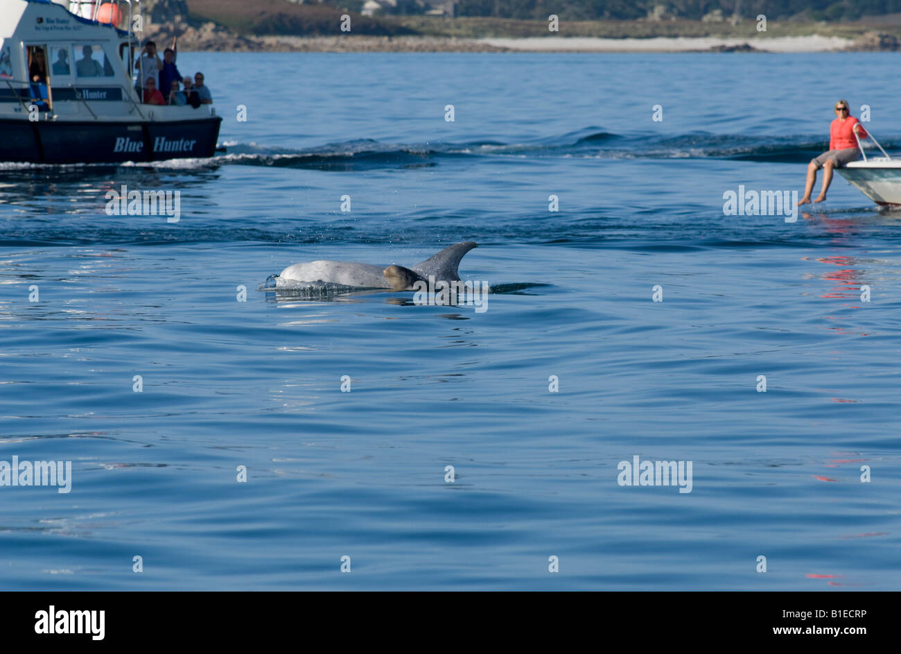 Risso dolphin, madre e del polpaccio, nella Basilica di Santa Maria di suono, Isole Scilly Foto Stock