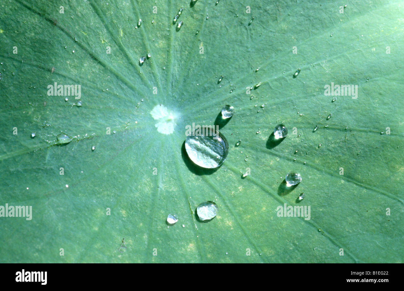 Sacro Lotus (Nelumbo nucifera). Acqua formando goccioline sulla superficie di una foglia, il cosiddetto effetto lotus Foto Stock