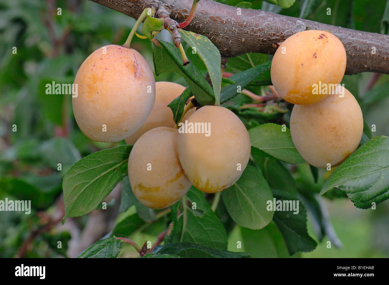 Piccolo giallo prugna, Mirabelle (Prunus syriaca), ramoscello con frutta Foto Stock