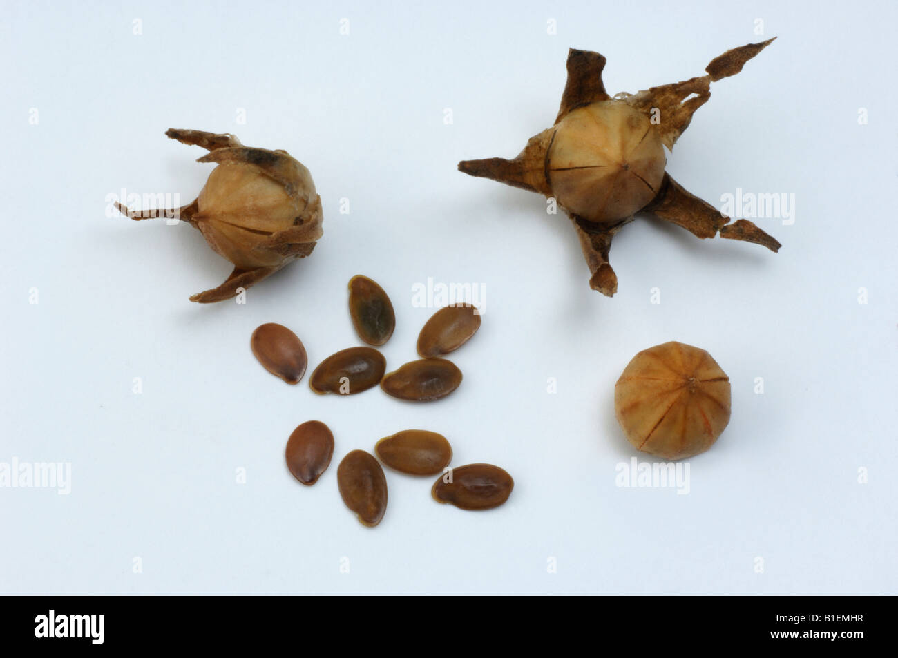 A FIORE GRANDE di lino (Linum grandiflorum), frutto di capsule e di semi, studio immagine Foto Stock