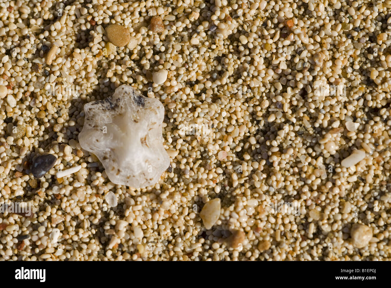 Chiudere i dettagli del oolitic sabbia in spiaggia di Cleopatra Sedir Isola Baia di Gokova Marmaris Turchia Foto Stock