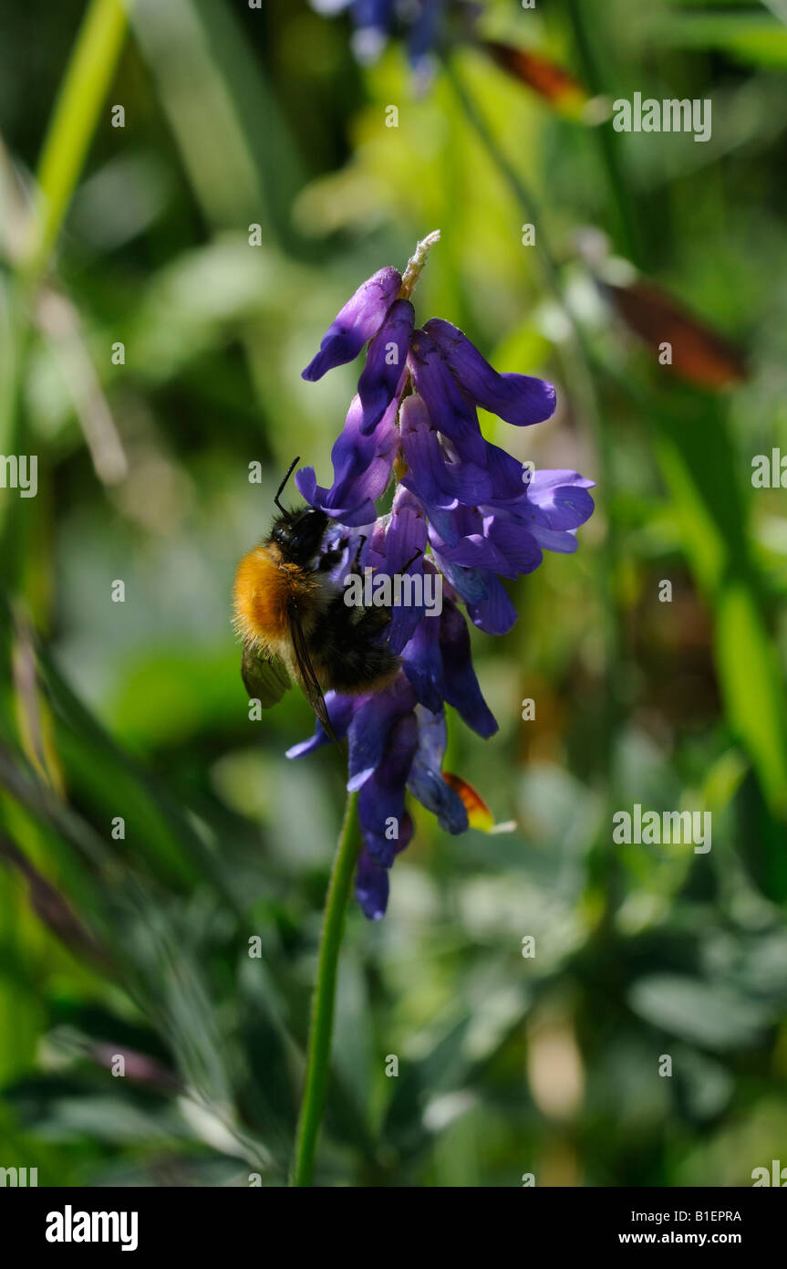 Bee per raccogliere il polline da un Tufted Vetch. Foto Stock