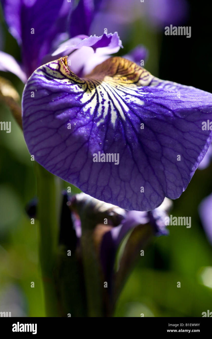 Il Blueflag iris, iris Versicolor Foto Stock