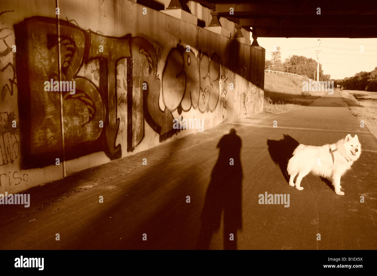 Cane bianco e fotografi ombra nel tunnel. Foto Stock